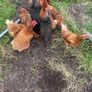 9 lovely hens for sale Image 6