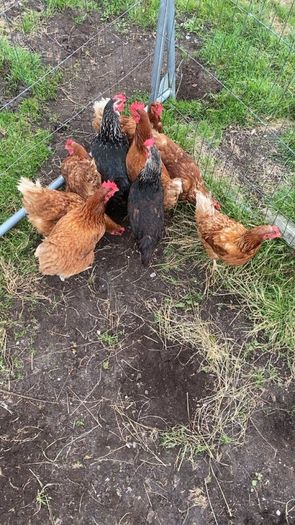 9 lovely hens for sale