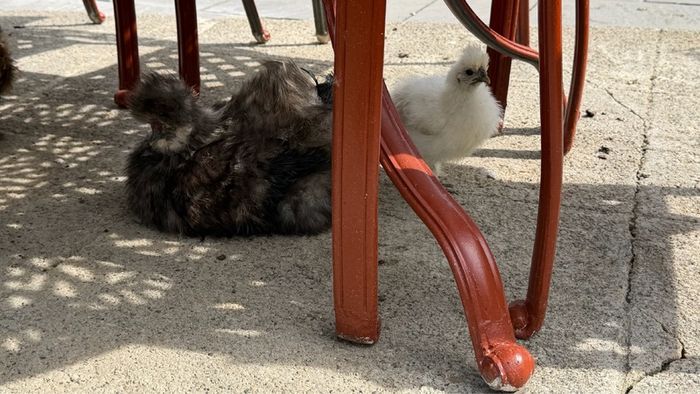Silkie roaster