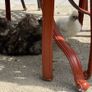 Silkie roaster Image 9