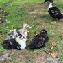 Ducks Image 9