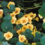 (N) Nasturtium Peach Melba seeds 2g (415434) Image 2