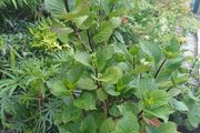 Hydrangea dark purple flowers in pot