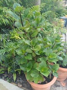 Hydrangea dark purple flowers in pot