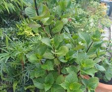 Hydrangea dark purple flowers in pot