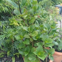 Hydrangea dark purple flowers in pot