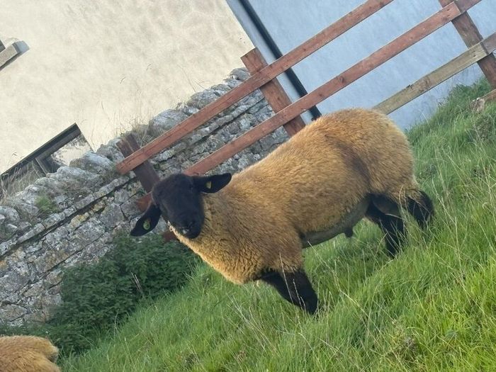 Pedigree registered suffolk ram lambs