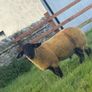 Pedigree registered suffolk ram lambs Image 2
