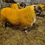 Sheep - two very good quality scottish blackface s Image 5