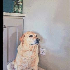 dog for adoption