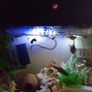 guppies and mollies for adoption Image 2