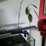 avocado plant Image 2