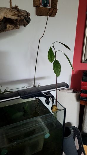 avocado plant