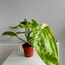 Philodendron Jose Bueno Plant Image 2