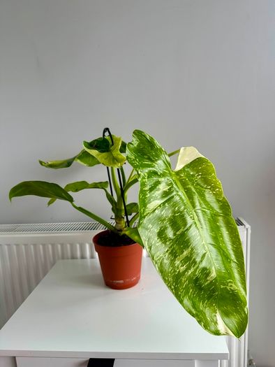 Philodendron Jose Bueno Plant