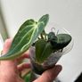 Anthurium Regale Image 3