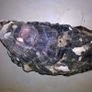 Sea Shells Image 10