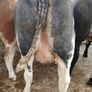 In calf heifers Ballinasloe mart 8th August Image 10