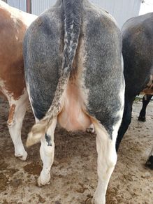 In calf heifers Ballinasloe mart 8th August