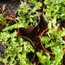 Large Shrubs, Garden Plants Image 4