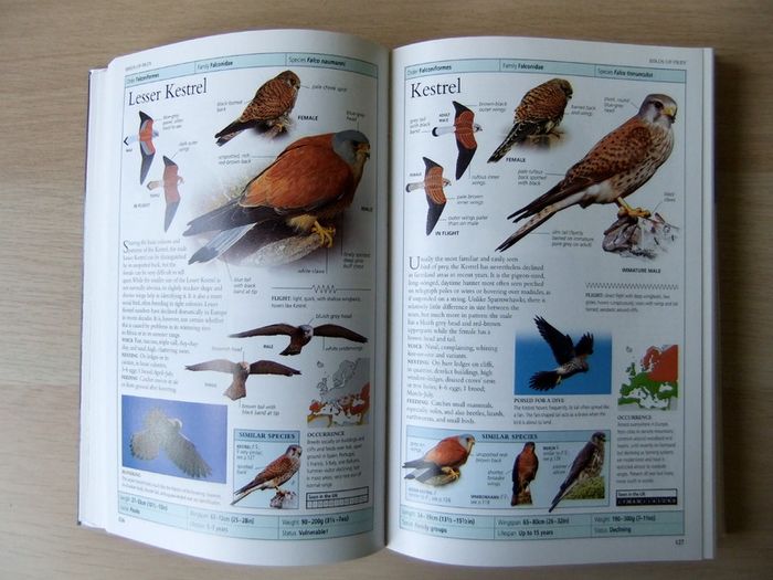 DK Birds
