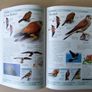 DK Birds Image 6