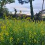 Winter Cress Irish Seeds Image 2