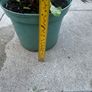 plant Image 3