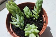 Burro's tails _ succulent