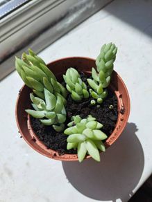 Burro's tails _ succulent