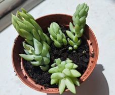 Burro's tails _ succulent