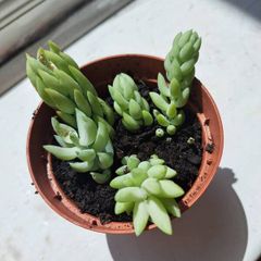 Burro's tails _ succulent