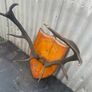 Antique Mounted  nine point Antlers on a shield plaque c1890 Image 6