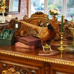 Vintage Taxidermy Pheasant Mount on Wooden Base