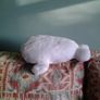 Baby Seal for Sale Image 2