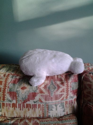 Baby Seal for Sale