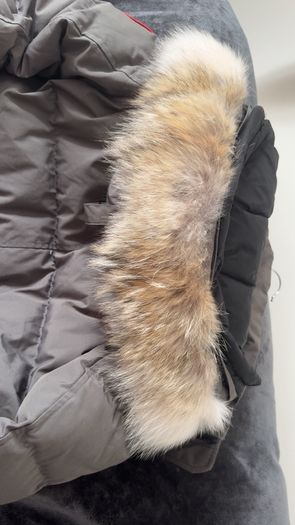 Canada goose Wyndham
