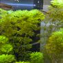Aquarium plant Image 2