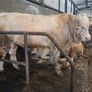 Livestock Image 2