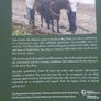 kerry bog pony Image 3