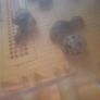 hatching quail eggs Image 4