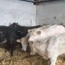 Weanling hefiers Image 4