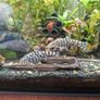 2 yoyo loaches Image 2