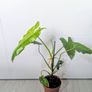 Philodendron Burley marxii Plant Image 4