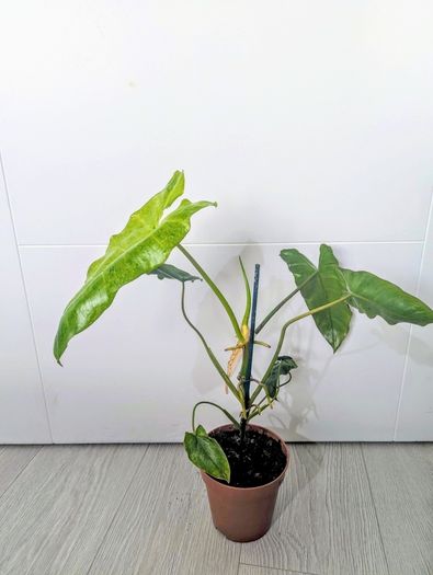 Philodendron Burley marxii Plant