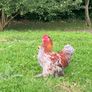 Roosters: Silkie Pekin Cross (free for collection) Image 3