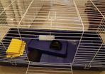 Guinea Pig Cage