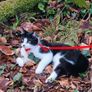 cat Image 2