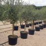 Olive tree : extra large 45cm pot Image 3