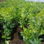 Instant Laurel Hedging Image 2